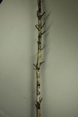 <h4>Birch Trunk Branched</h4>