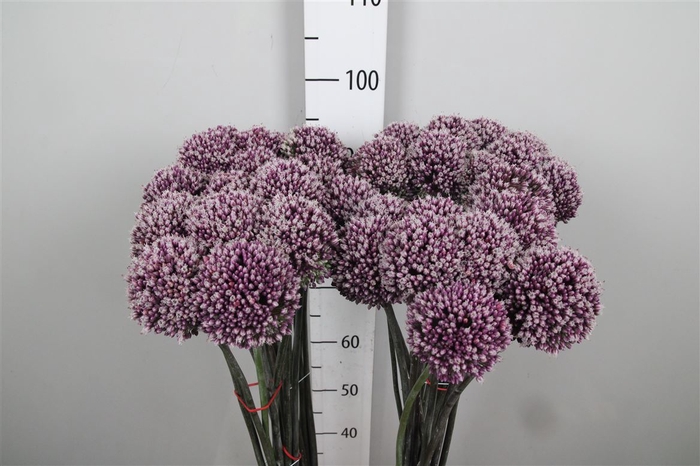 <h4>Allium Summer Drumme</h4>