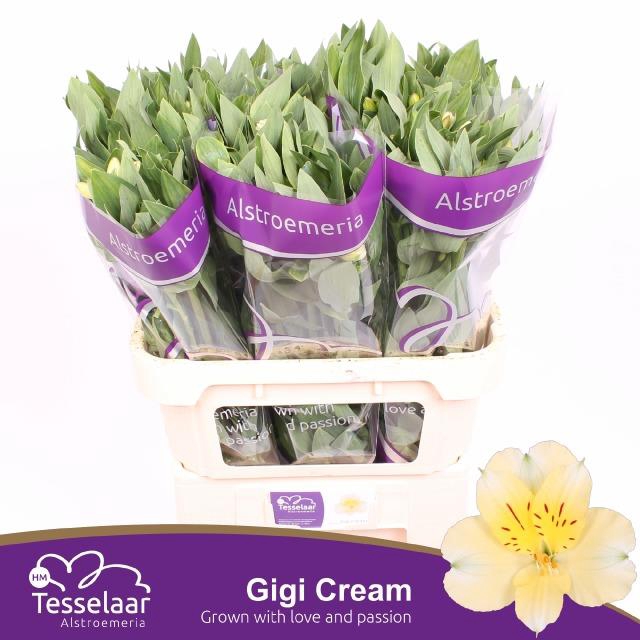 <h4>ALSTR GIGI CREAM</h4>