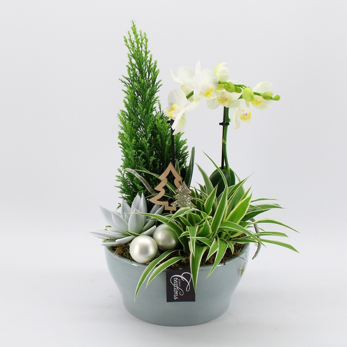 <h4>PHALXM-2332 Phalaenopsis Xmas</h4>