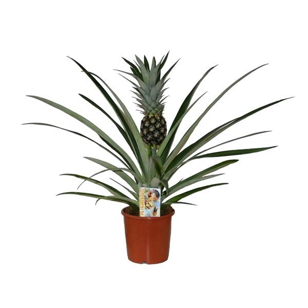<h4>Ananas Champaca</h4>