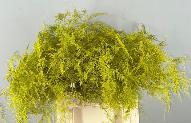 <h4>Asparagus Ex Veren Geel</h4>