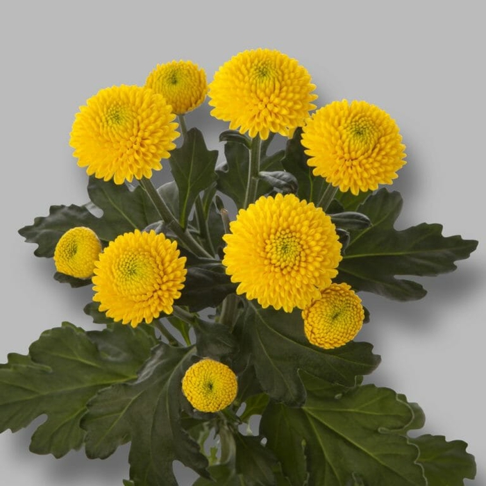 <h4>Chrysanthemum spray limoncello</h4>
