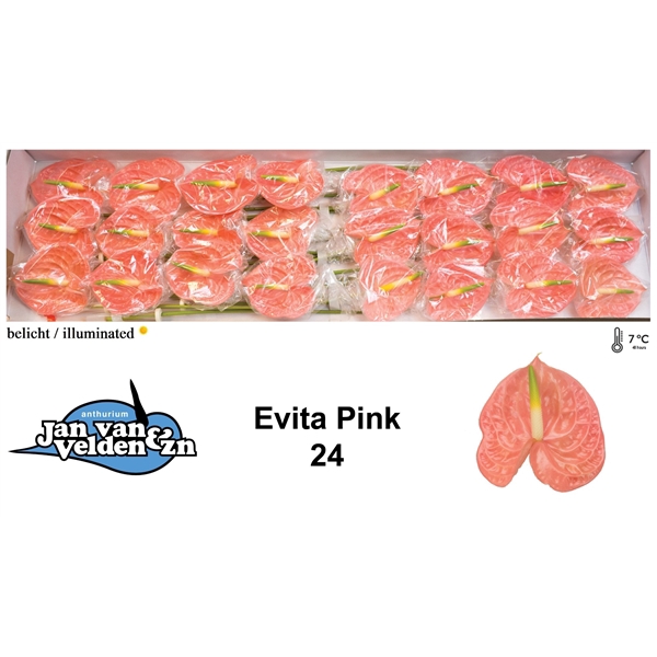 <h4>Evita Pink 24</h4>