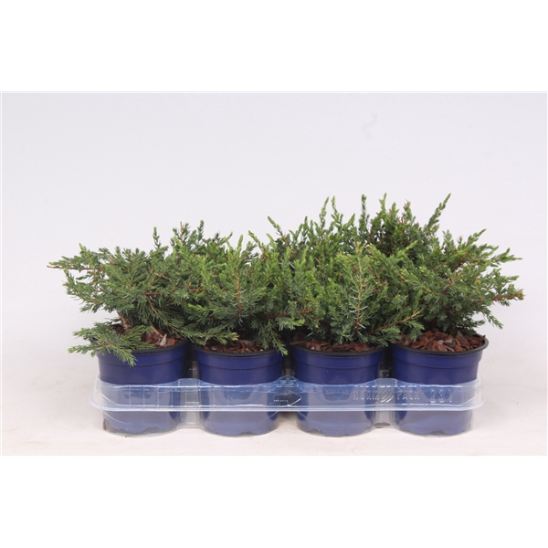 <h4>Juniperus communis 'Repanda'</h4>