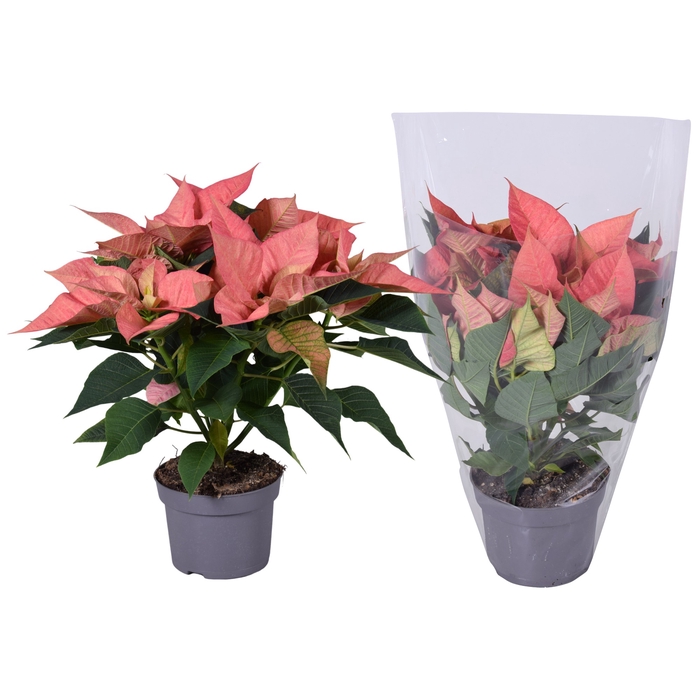 <h4>Euphorbia Abricot blanco hoes</h4>