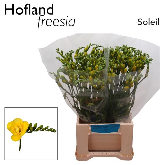 <h4>Freesia do soleil</h4>
