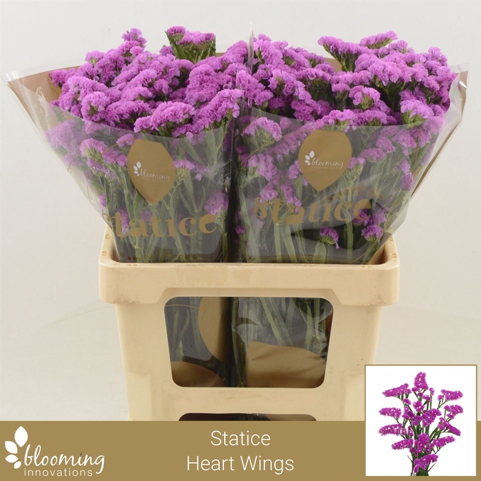 <h4>Statice Heart Wings</h4>