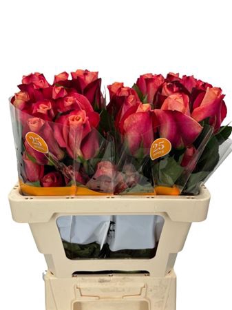 <h4>Rosa ec helene</h4>