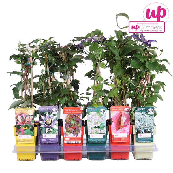 <h4>Klimplanten mix tray value P12</h4>