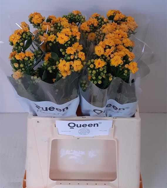 <h4>Kalanchoe blazing yellow meadow</h4>