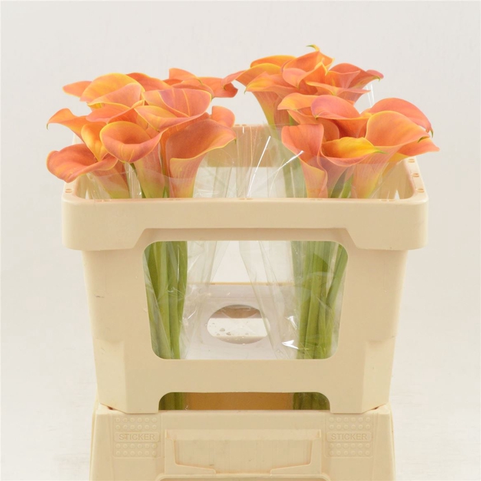 <h4>Zantedeschia captain odeon</h4>