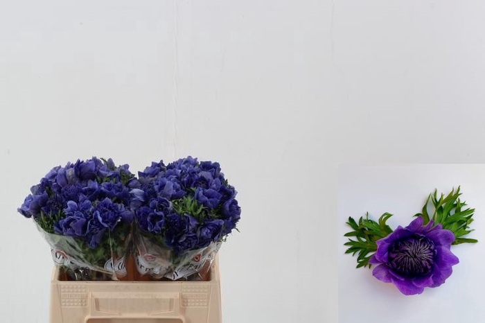 <h4>Anemone fullstar deep blue</h4>