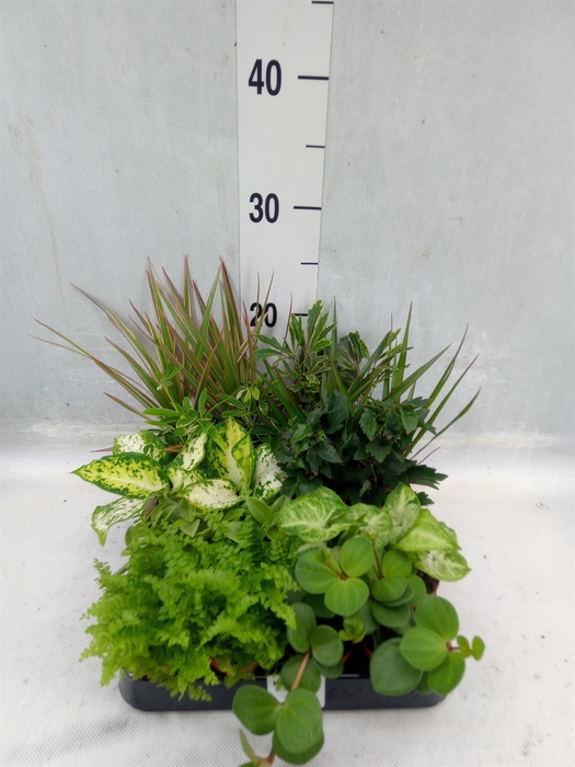 <h4>Planten ..mix</h4>