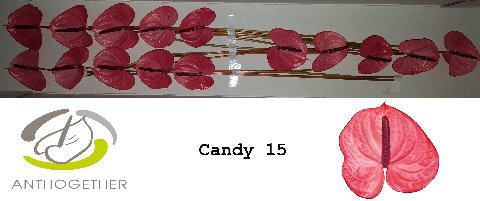 <h4>Anthurium candy</h4>