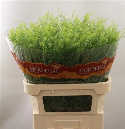 <h4>Thlaspi Green Bell</h4>