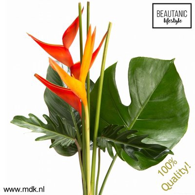 <h4>Heliconia bq amor</h4>