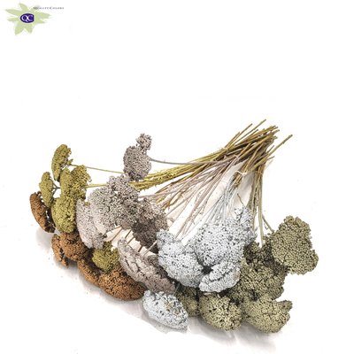 <h4>Achillea per stem mixed colours metallic</h4>