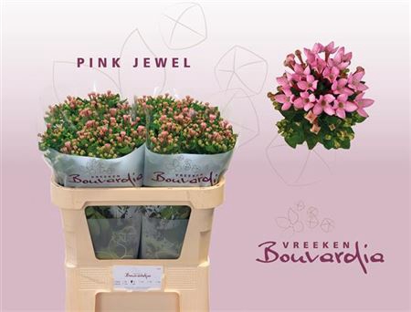 <h4>Bou En Pink Jewel 70cm</h4>