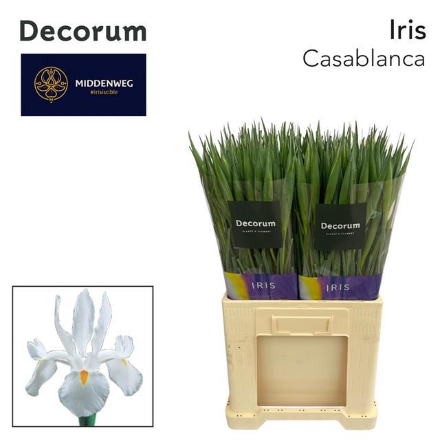 <h4>Iris casablanca</h4>