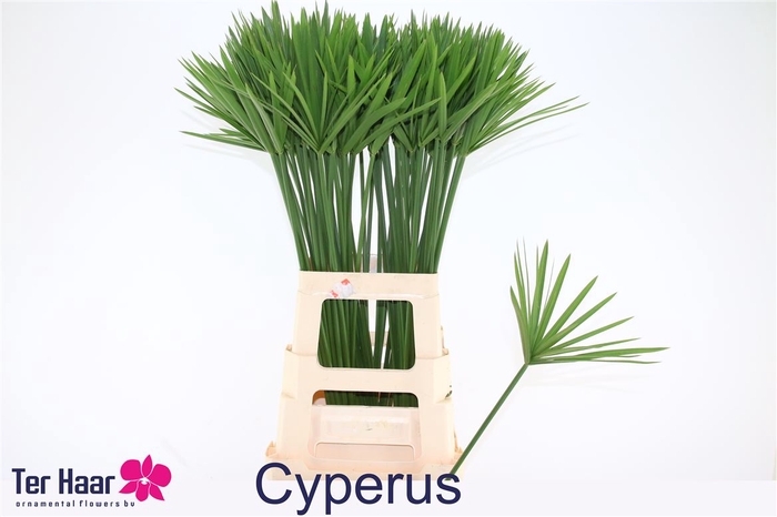 <h4>Cyperus Glaber</h4>