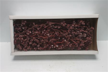 <h4>Conical Gum Branch Red Frosted (50 St)</h4>