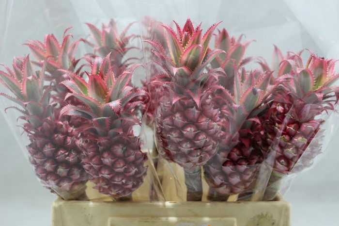<h4>Ananas mini</h4>