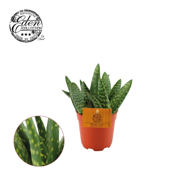 <h4>Aloe Paradisicum 10,5cm</h4>