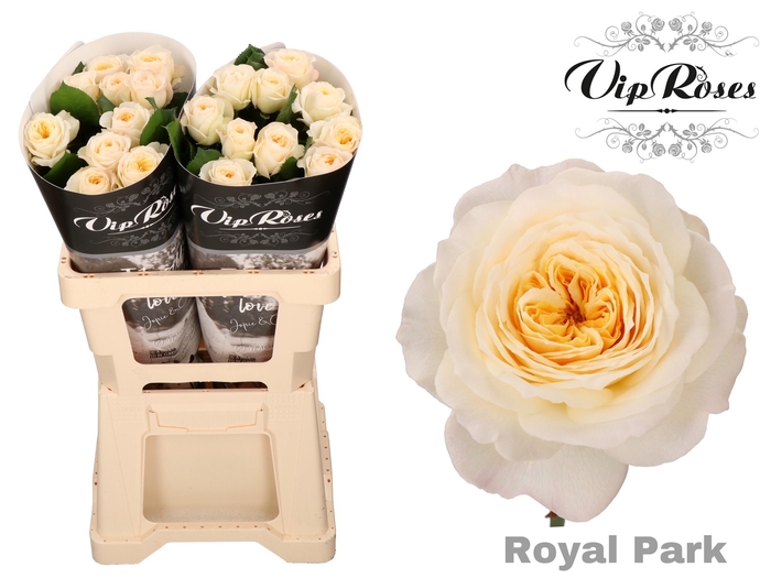 Vip Roses Webshop