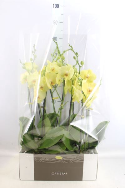 <h4>Phalaenopsis  'Ant Ferrara'</h4>