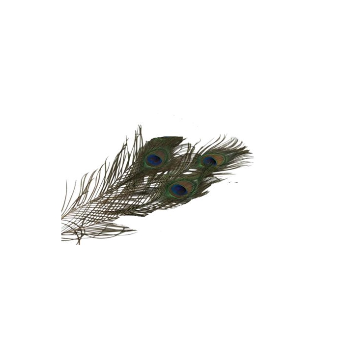 <h4>Basic Feather Peacock Eye 3pc L30-35</h4>