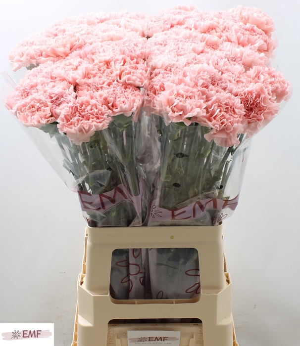 PP Flowers Webshop