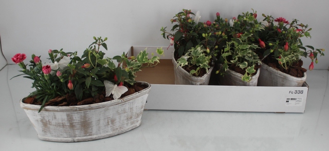 <h4>ARR TUINPLANTEN</h4>