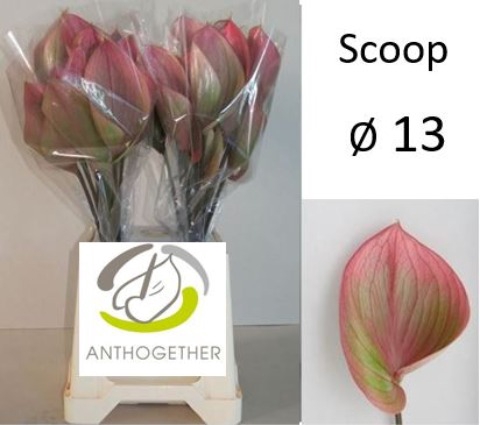 <h4>Anthurium scoop</h4>