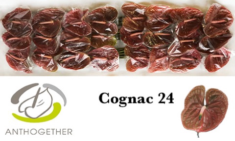 <h4>Anthurium cognac</h4>