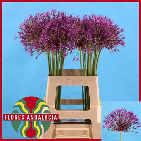 <h4>Allium Purple Rain</h4>