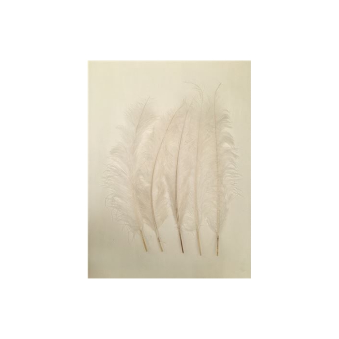 <h4>Basic Ostrich Feathers 55cm 5 Pcs L70.0w35.0h2.0</h4>