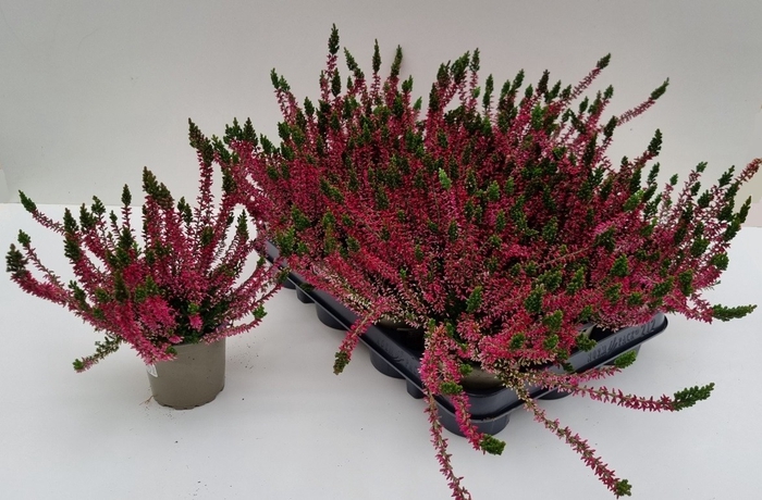 <h4>CALLU WIBOS ROT</h4>