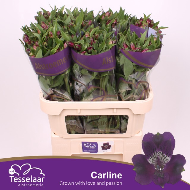 <h4>Alstr Carline</h4>