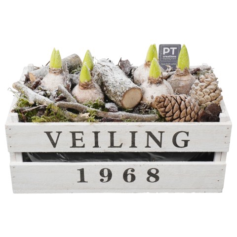 <h4>PTWH4423 Arrangementen Hyacinthus</h4>