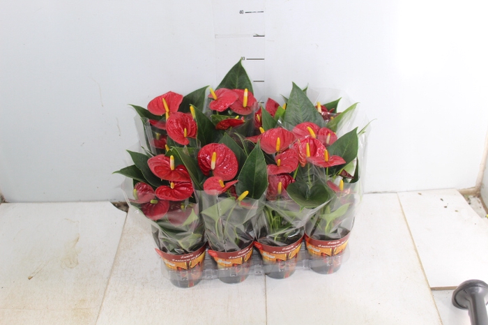 <h4>ANTHURIUM RED SUCCESS P09</h4>