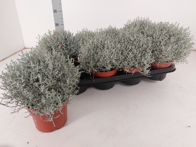 <h4>LEUCOPH SILVERCALOS</h4>