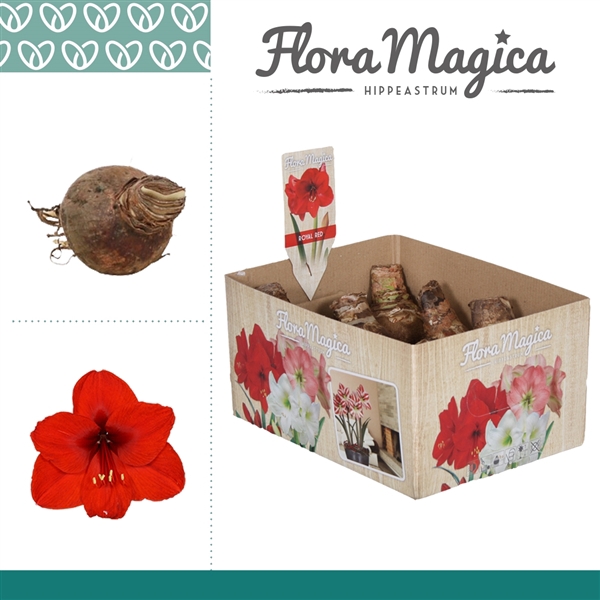 <h4>Hippeastrum 22/24 Rood in Bulb Box Multi</h4>