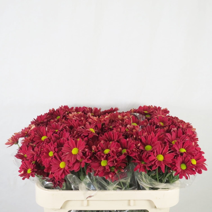 <h4>Chrysanthemum spray bacardi rojo</h4>
