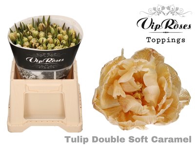 <h4>Tulipa do paint soft caramel</h4>