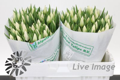 <h4>Tulipa si update</h4>
