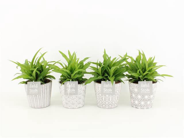 <h4>Chlorophytum Lemon Star Pot</h4>