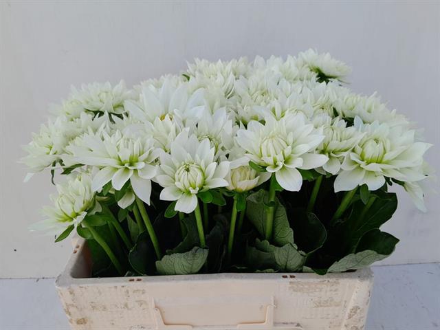 <h4>Dahlia maarten zwaan</h4>