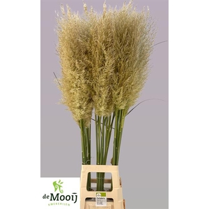 Cortaderia