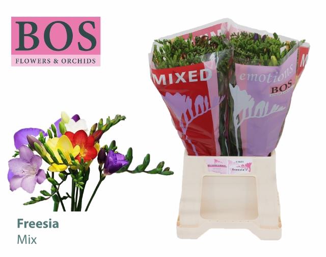 <h4>Freesia si mix in bunch Bos</h4>